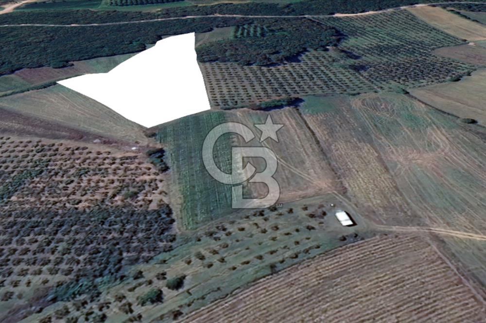 KANDIRA YUSUFÇA,KÖYE 350 MT,ORMANA CEPHE,10277 M2 MÜSTAKİL TARLA
