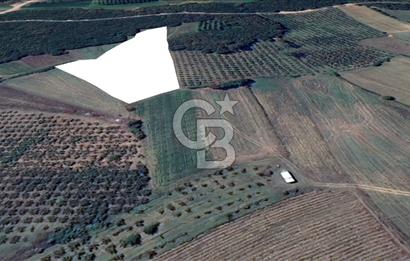 KANDIRA YUSUFÇA,KÖYE 350 MT,ORMANA CEPHE,10277 M2 MÜSTAKİL TARLA