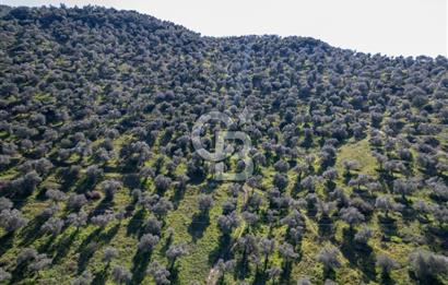 BELEVİ GÖLÜ KARŞISI 108.343 METREKARE SATILIK ARAZİ!