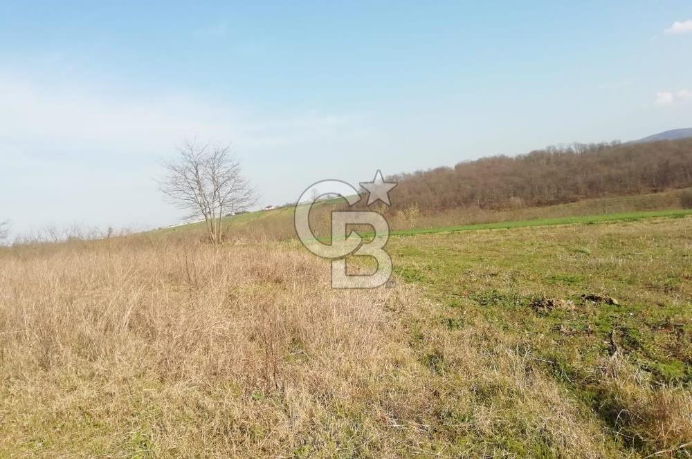 KANDIRA YUSUFÇA,KÖYE 350 MT,ORMANA CEPHE,10277 M2 MÜSTAKİL TARLA
