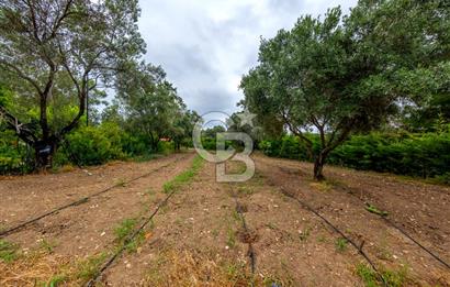 URLA ÖZBEK MAH. 2186 M2 İÇERİSİNDE TAM MÜSTAKİL EV