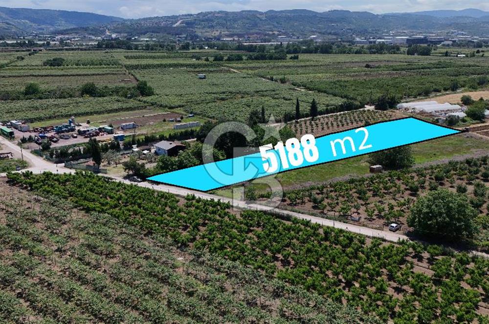 YALOVA ALTINOVADA TERSANELERE YAKIN SATILIK ARAZİ!
