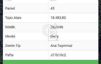 Yatırımlık Zeytinlik 18 Dönüm Balıkesir Burhaniye