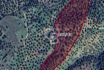 Yatırımlık Zeytinlik 18 Dönüm Balıkesir Burhaniye