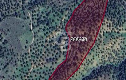 Yatırımlık Zeytinlik 18 Dönüm Balıkesir Burhaniye