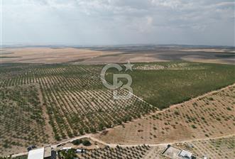 CB ACAR'DAN 2000 DÖNÜM FISTIK VE BADEMLİK(DRONELU)