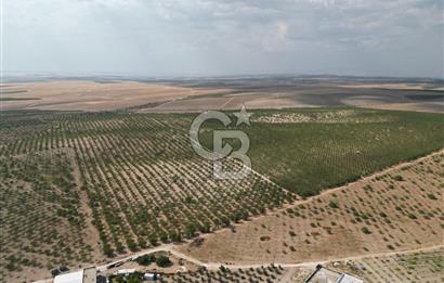 CB ACAR'DAN 2000 DÖNÜM FISTIK VE BADEMLİK(DRONELU)