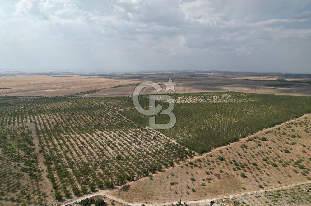 CB ACAR'DAN 2000 DÖNÜM FISTIK VE BADEMLİK(DRONELU)