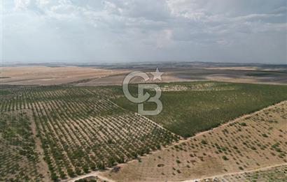 CB ACAR'DAN 2000 DÖNÜM FISTIK VE BADEMLİK(DRONELU)
