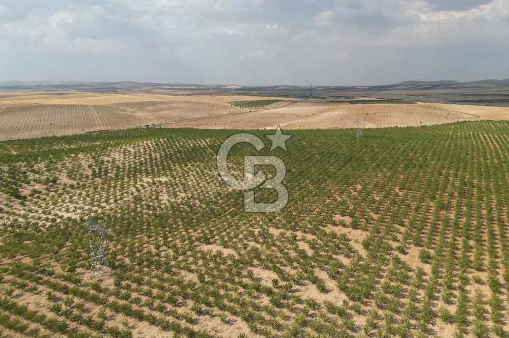 CB ACAR'DAN 2000 DÖNÜM FISTIK VE BADEMLİK(DRONELU)