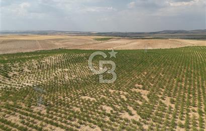 CB ACAR'DAN 2000 DÖNÜM FISTIK VE BADEMLİK(DRONELU)
