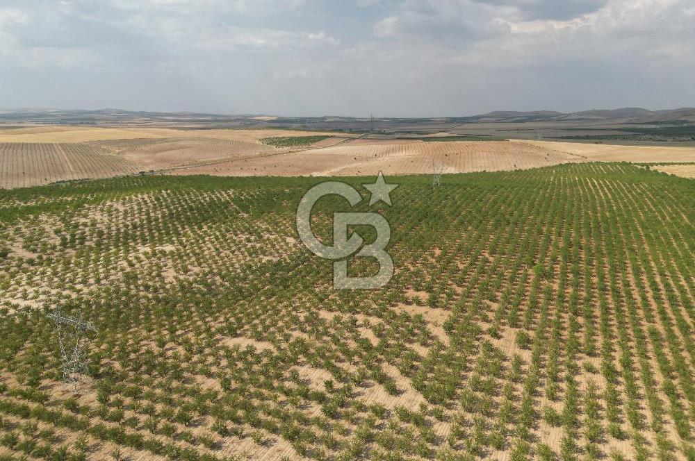 CB ACAR'DAN 2000 DÖNÜM FISTIK VE BADEMLİK(DRONELU)