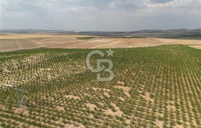 CB ACAR'DAN 2000 DÖNÜM FISTIK VE BADEMLİK(DRONELU)
