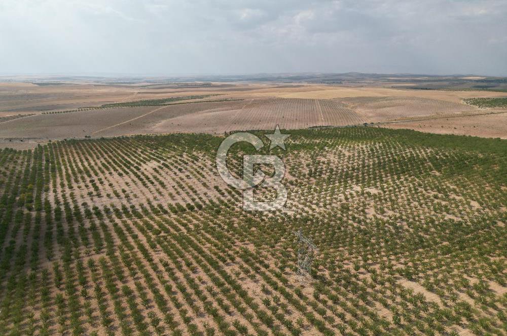 CB ACAR'DAN 2000 DÖNÜM FISTIK VE BADEMLİK(DRONELU)