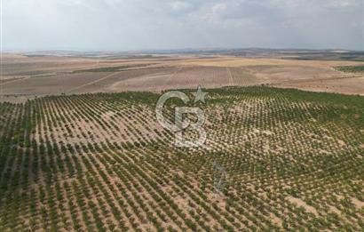 CB ACAR'DAN 2000 DÖNÜM FISTIK VE BADEMLİK(DRONELU)