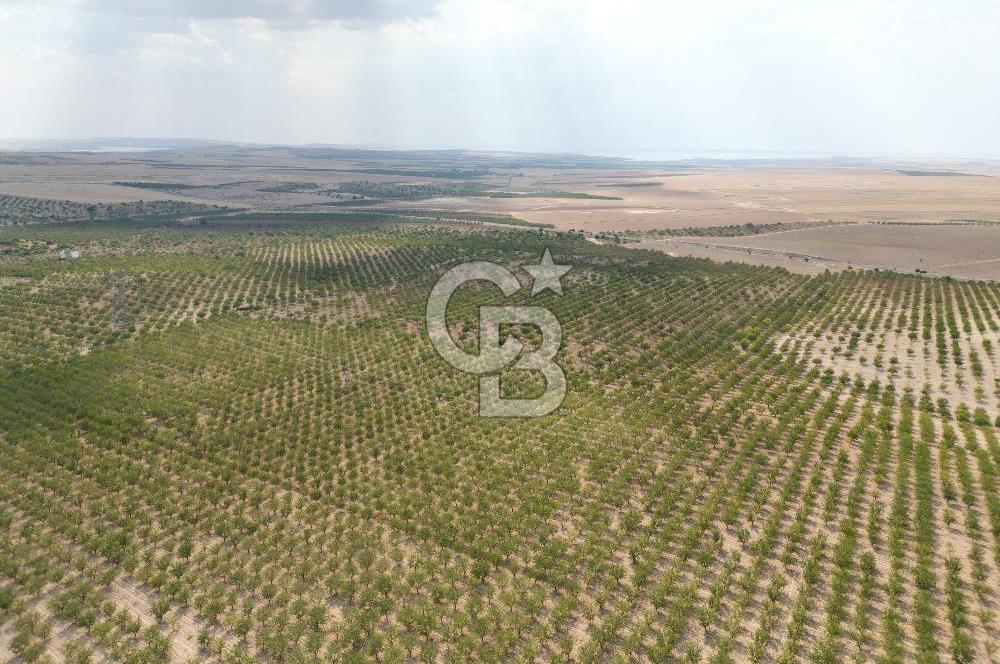 CB ACAR'DAN 2000 DÖNÜM FISTIK VE BADEMLİK(DRONELU)