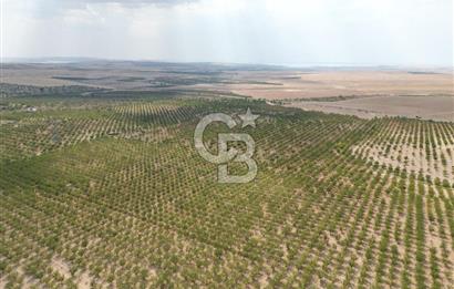 CB ACAR'DAN 2000 DÖNÜM FISTIK VE BADEMLİK(DRONELU)