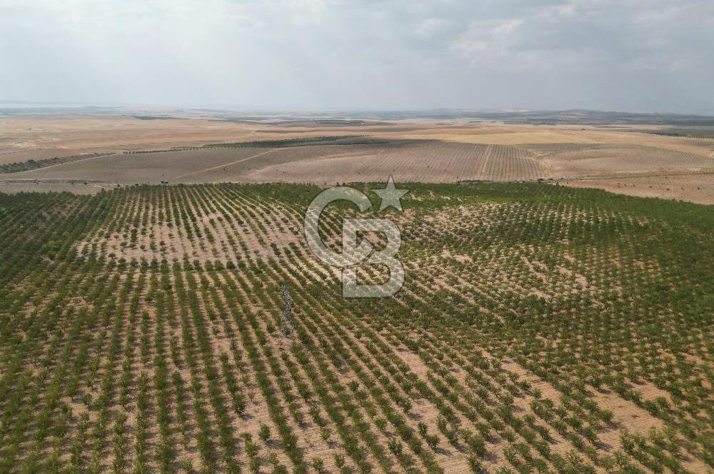 CB ACAR'DAN 2000 DÖNÜM FISTIK VE BADEMLİK(DRONELU)