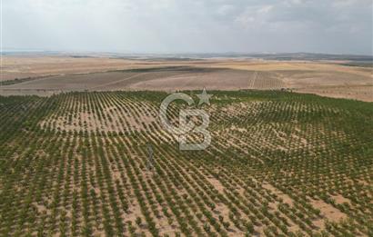 CB ACAR'DAN 2000 DÖNÜM FISTIK VE BADEMLİK(DRONELU)