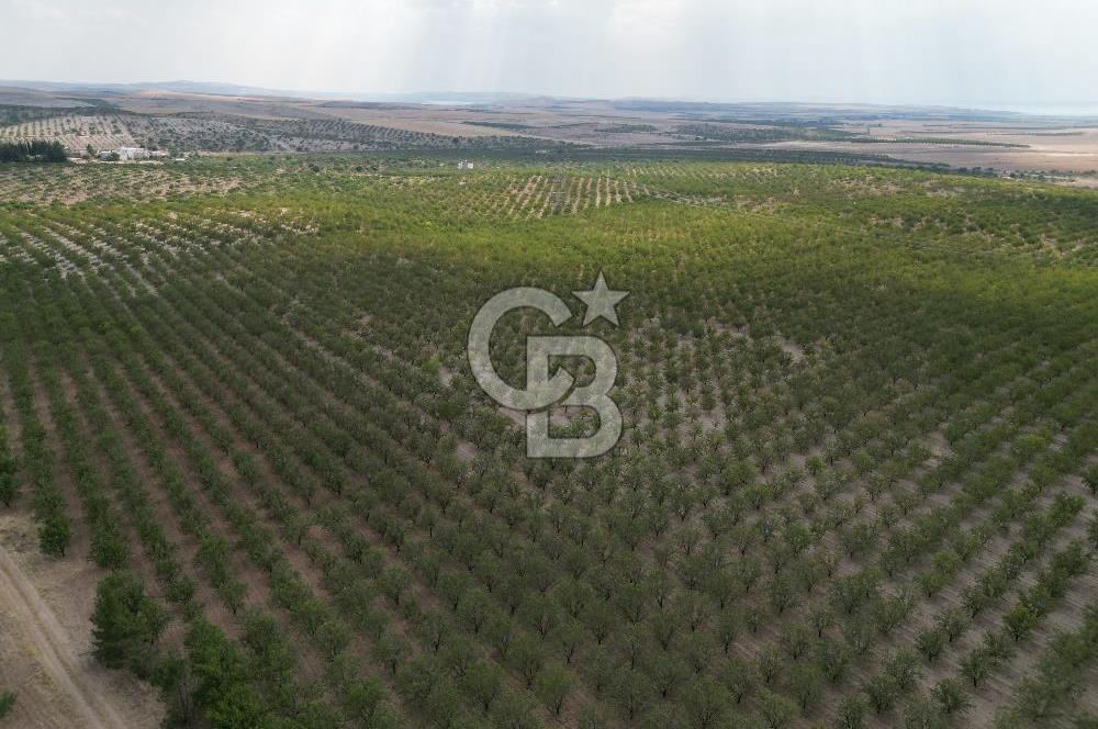 CB ACAR'DAN 2000 DÖNÜM FISTIK VE BADEMLİK(DRONELU)