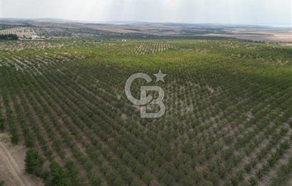CB ACAR'DAN 2000 DÖNÜM FISTIK VE BADEMLİK(DRONELU)