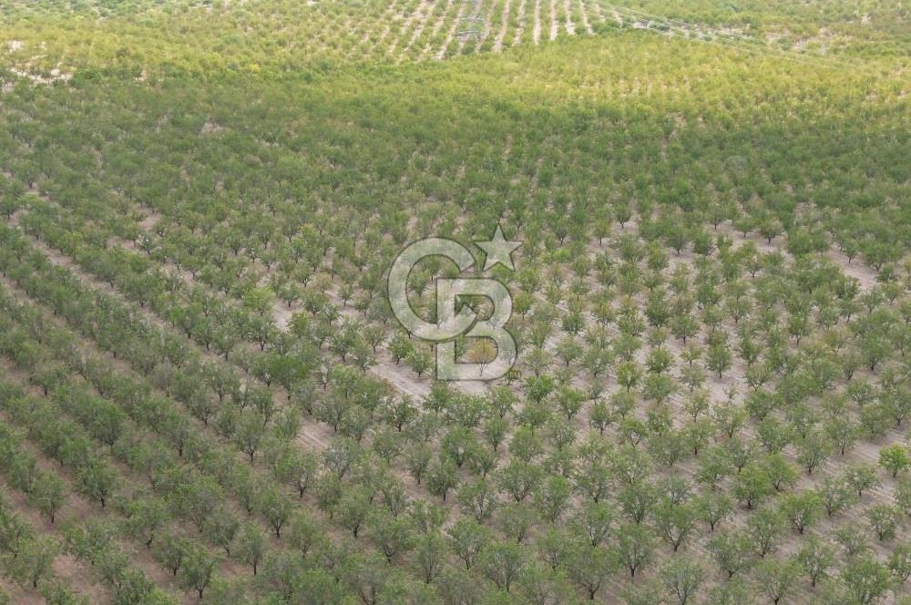CB ACAR'DAN 2000 DÖNÜM FISTIK VE BADEMLİK(DRONELU)