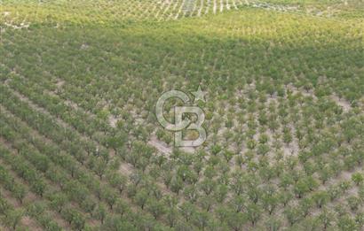 CB ACAR'DAN 2000 DÖNÜM FISTIK VE BADEMLİK(DRONELU)