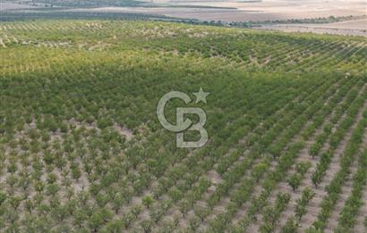 CB ACAR'DAN 2000 DÖNÜM FISTIK VE BADEMLİK(DRONELU)