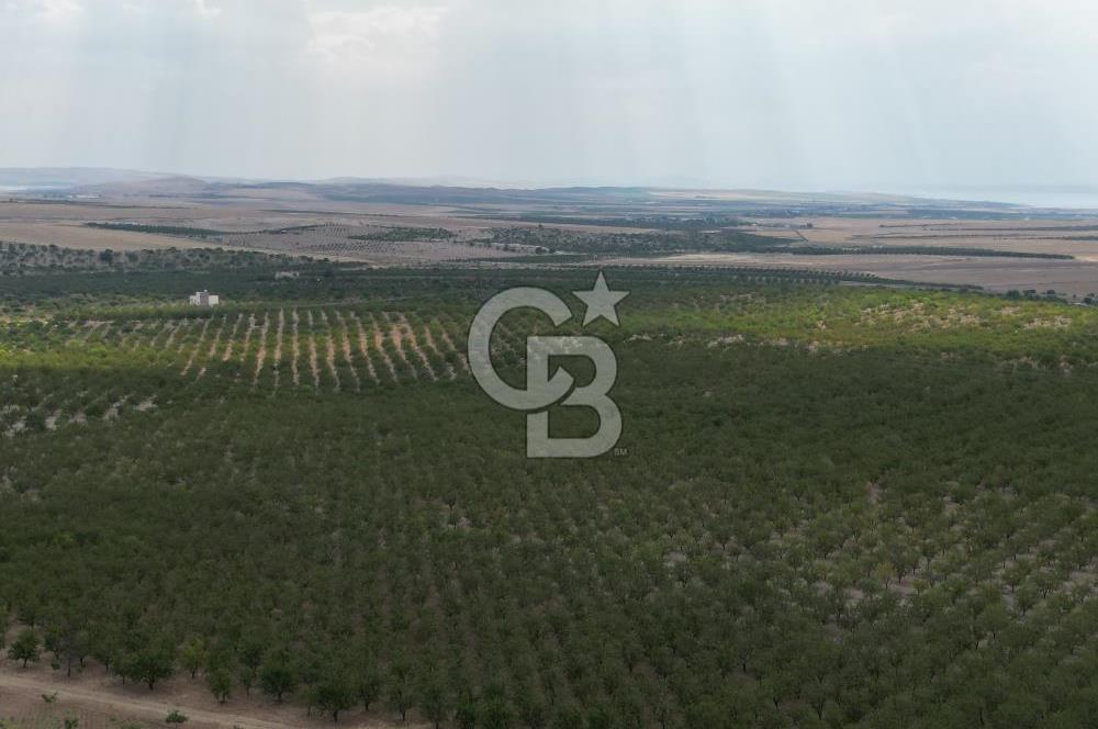 CB ACAR'DAN 2000 DÖNÜM FISTIK VE BADEMLİK(DRONELU)