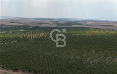CB ACAR'DAN 2000 DÖNÜM FISTIK VE BADEMLİK(DRONELU)