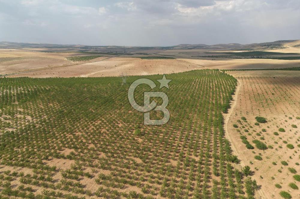 CB ACAR'DAN 2000 DÖNÜM FISTIK VE BADEMLİK(DRONELU)