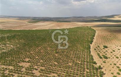 CB ACAR'DAN 2000 DÖNÜM FISTIK VE BADEMLİK(DRONELU)