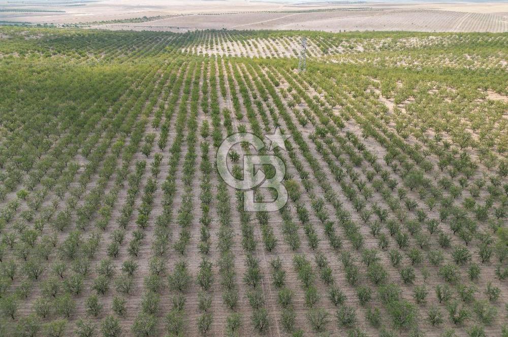 CB ACAR'DAN 2000 DÖNÜM FISTIK VE BADEMLİK(DRONELU)