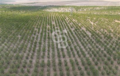 CB ACAR'DAN 2000 DÖNÜM FISTIK VE BADEMLİK(DRONELU)