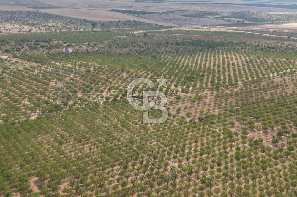 CB ACAR'DAN 2000 DÖNÜM FISTIK VE BADEMLİK(DRONELU)