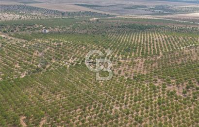 CB ACAR'DAN 2000 DÖNÜM FISTIK VE BADEMLİK(DRONELU)