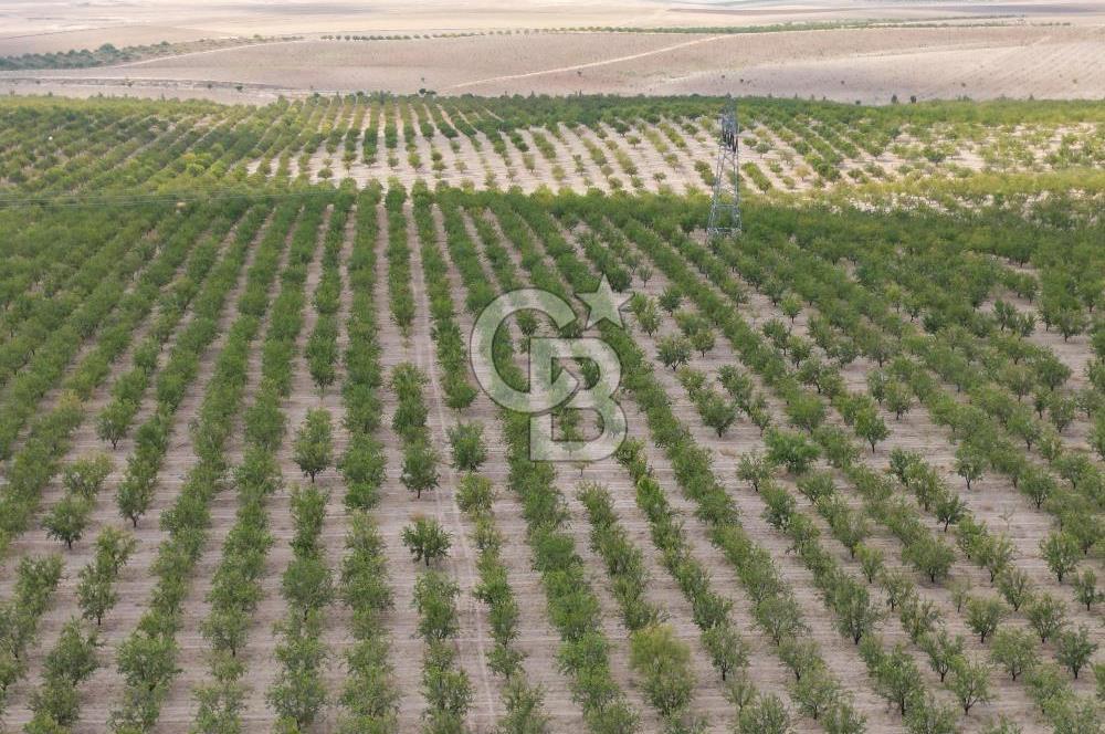 CB ACAR'DAN 2000 DÖNÜM FISTIK VE BADEMLİK(DRONELU)