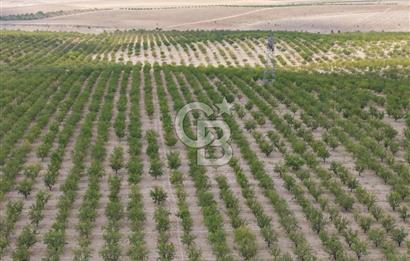 CB ACAR'DAN 2000 DÖNÜM FISTIK VE BADEMLİK(DRONELU)