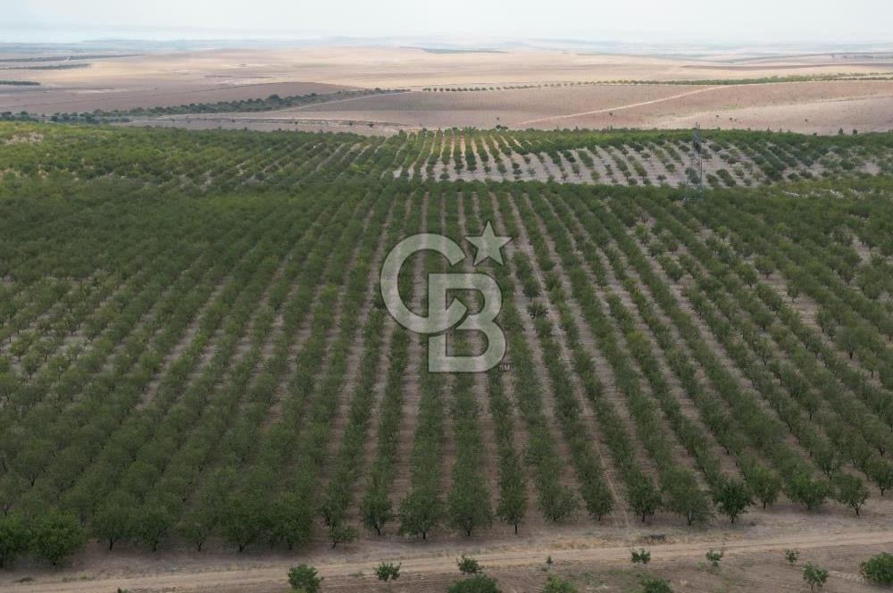 CB ACAR'DAN 2000 DÖNÜM FISTIK VE BADEMLİK(DRONELU)