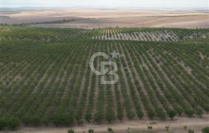 CB ACAR'DAN 2000 DÖNÜM FISTIK VE BADEMLİK(DRONELU)