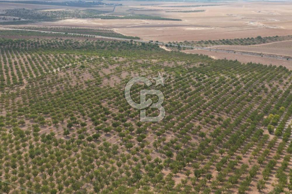 CB ACAR'DAN 2000 DÖNÜM FISTIK VE BADEMLİK(DRONELU)