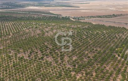 CB ACAR'DAN 2000 DÖNÜM FISTIK VE BADEMLİK(DRONELU)