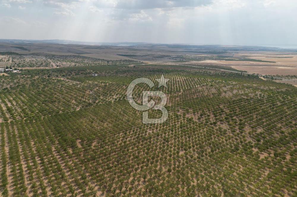 CB ACAR'DAN 2000 DÖNÜM FISTIK VE BADEMLİK(DRONELU)