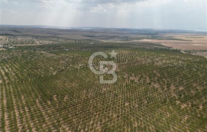 CB ACAR'DAN 2000 DÖNÜM FISTIK VE BADEMLİK(DRONELU)