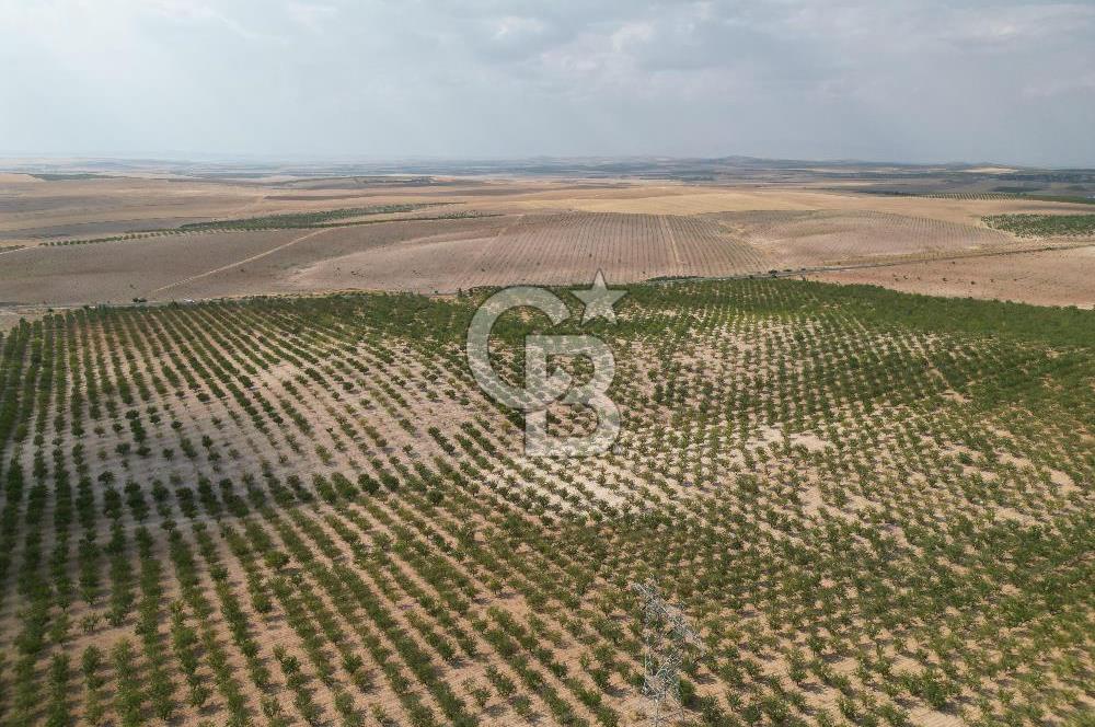 CB ACAR'DAN 2000 DÖNÜM FISTIK VE BADEMLİK(DRONELU)