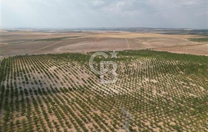 CB ACAR'DAN 2000 DÖNÜM FISTIK VE BADEMLİK(DRONELU)