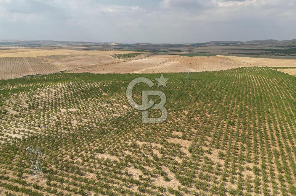 CB ACAR'DAN 2000 DÖNÜM FISTIK VE BADEMLİK(DRONELU)