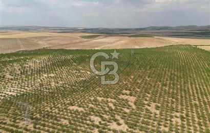 CB ACAR'DAN 2000 DÖNÜM FISTIK VE BADEMLİK(DRONELU)