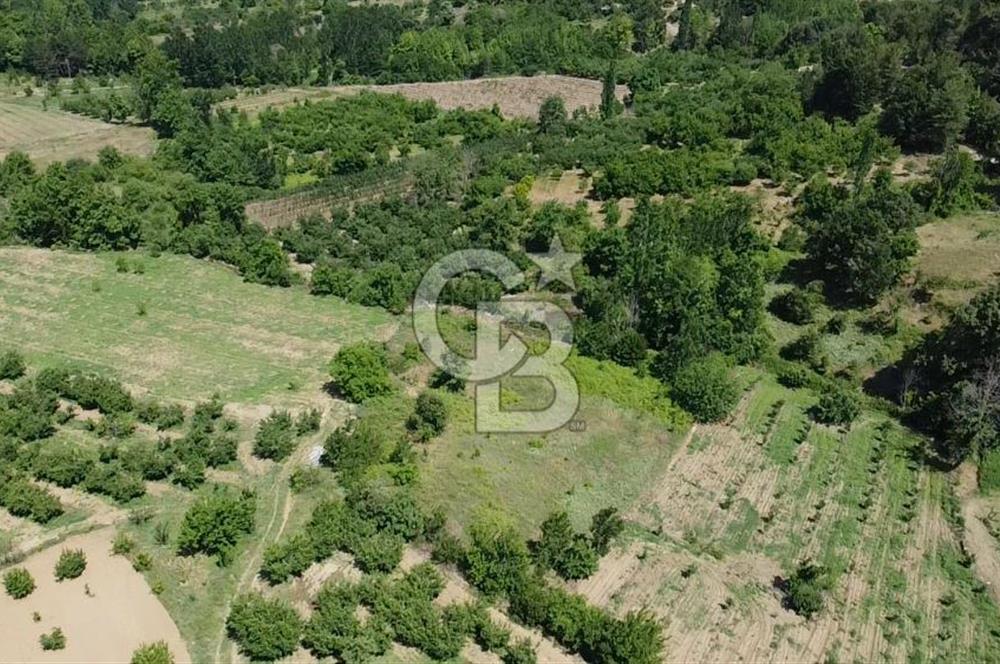 ÇANAKKALE BAYRAMİÇ YASSIBAĞ KÖYÜ'NDE YATIRIMLIK BAHÇE