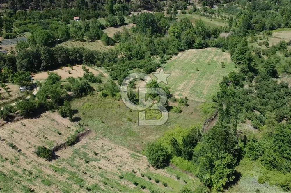 ÇANAKKALE BAYRAMİÇ YASSIBAĞ KÖYÜ'NDE YATIRIMLIK BAHÇE